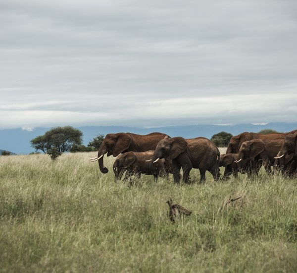 group of elephant in middle of grass field under cloudy sky